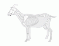 Goat Skeleton Quiz