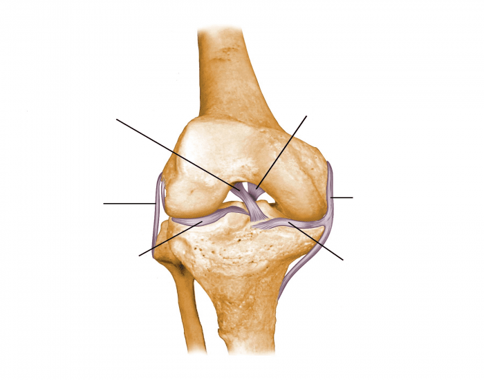 Anatomy of the Knee joint Quiz