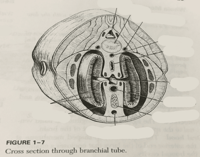 Lamprey Eel Cross Section through Branchial Tube Quiz