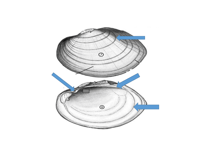 Clam Outside Shell Clam External Anatomy Quiz