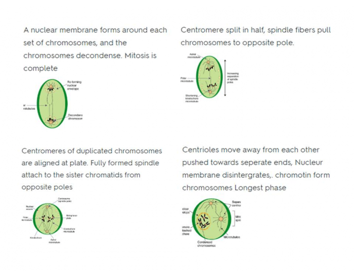 Mitosis Quiz