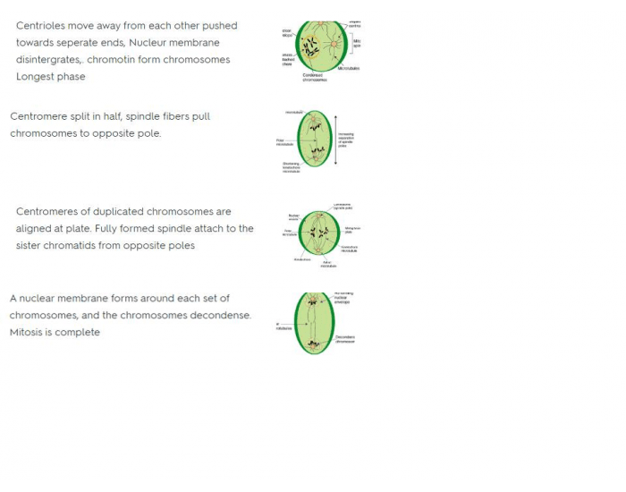 DNA-interphase Quiz