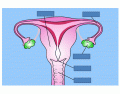Female Reproductive Basic