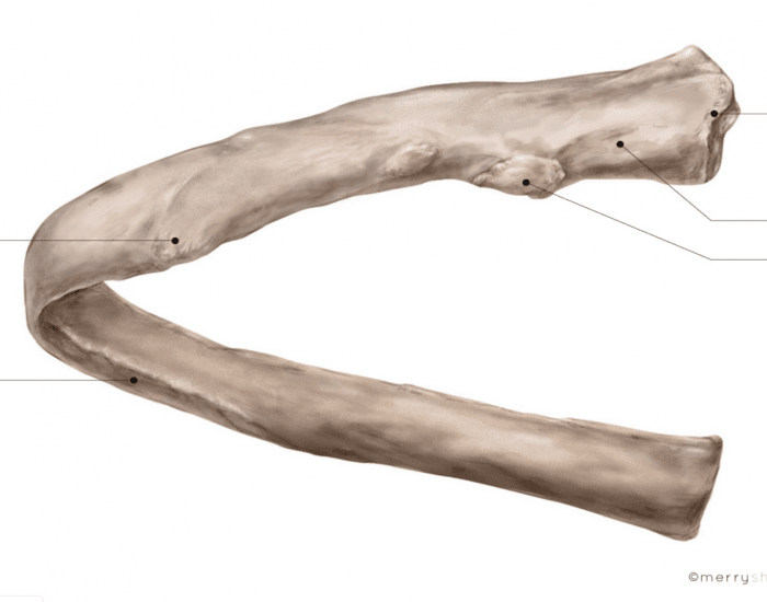 Structa Rib Rib Structure Quiz