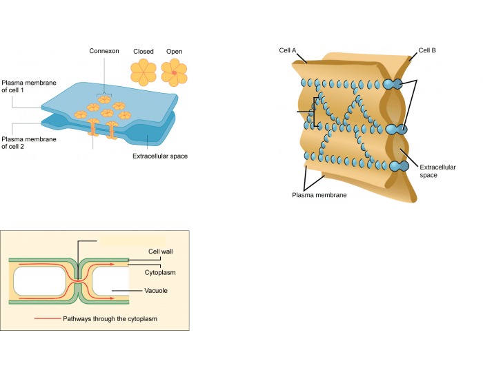 Cell Connection Bio Connections between Cells Quiz