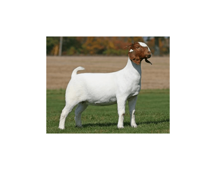 External Goat External Goat Anatomy Quiz