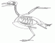 Avian Skeleton