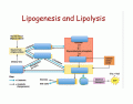 Lipogenesis & Lipolysis