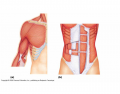 Muscles of Anterior Trunk, Sholder & Upper Arm