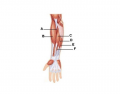Forearm Anterior Muscles