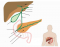 Anatomy Of The Biliary System