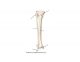 Lower Leg Bones Podiatry