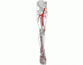 Arteries - leg