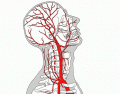 Arteries - head