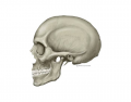 Skull lateral (latin)