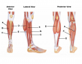 Lower Leg Muscles