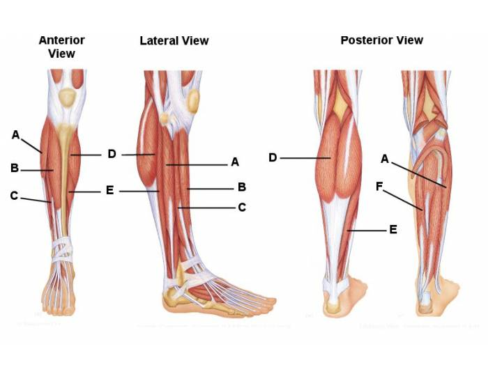 lower leg muscle diagram