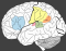 Parts Of Brain For Language