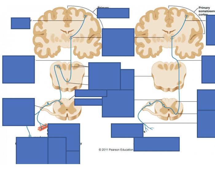 How to the pathways differ Quiz