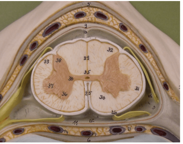 biol-220-spinal-cord-cross-section-1-printable-worksheet