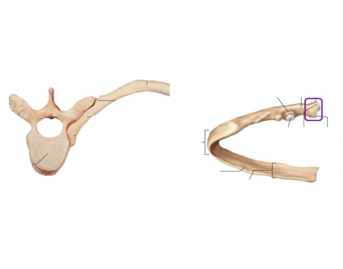 Isolated Rib thoracic vertebrae & left rib, isolated rib Quiz