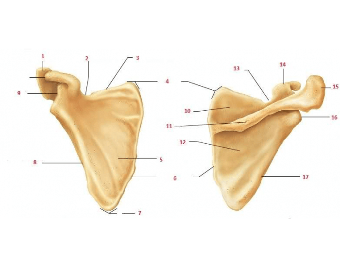 scapula Quiz