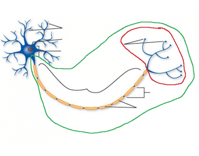 Anatomy of a Neuron Quiz