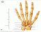 Bones of the hand by M1