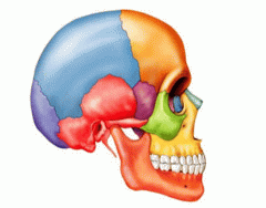 Anatomy: Cranial Bones 