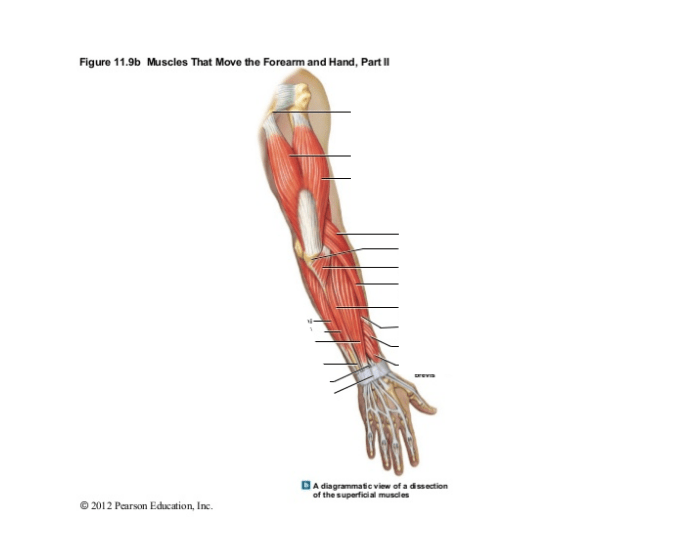 Muscles That Move the Leg