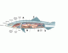 Identify Shark Structure