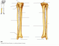 Fibula and Tibia Bones by M1