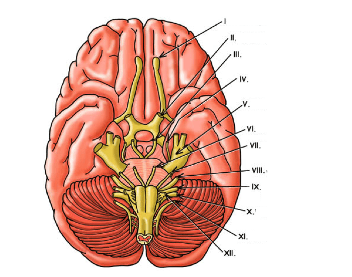 cranial nerves labeled diagram