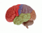 Brain Anatomy ID