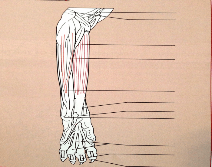 Caudal Aspect of Left foreleg muscles Quiz