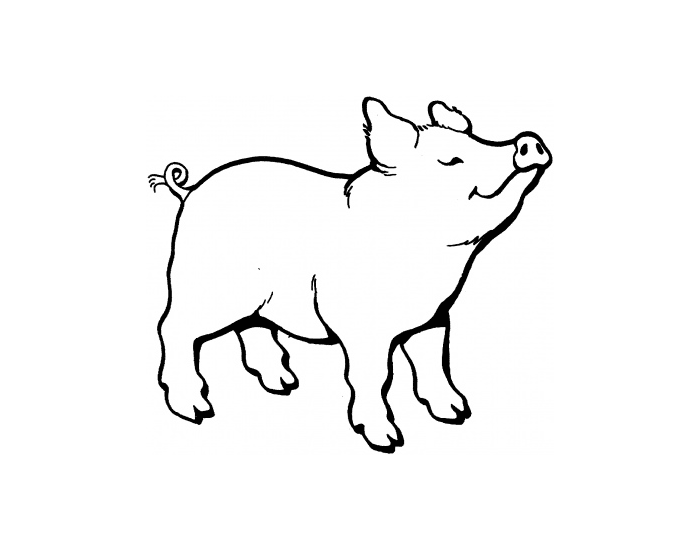 Swine External Anatomy Printable Worksheet