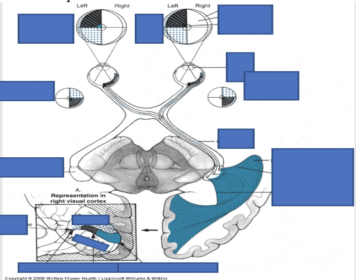 Visual Field Science visual fields and paths Quiz
