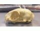 Lateral Cat Skull