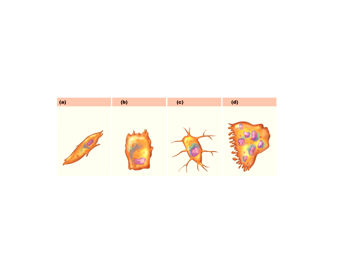 types-of-bone-cells-and-their-functions-printable-worksheet