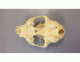 Ventral View Cat Skull