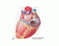 Corazón vision posterior 02 - Medicina UPE