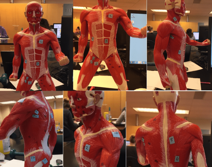 Bio.141 Lab.05 Small muscle man model Quiz