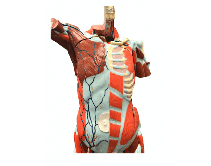 Muscle Class Model muscles superior/anterior in class model Quiz