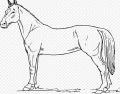 Parts of the Horse