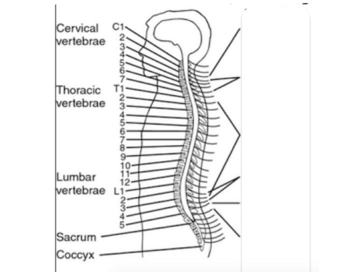 spinal-injuries-loss-of-quiz