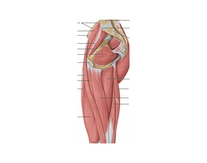 lateral hip muscles