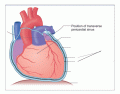 BIOL 220: Heart layer 2