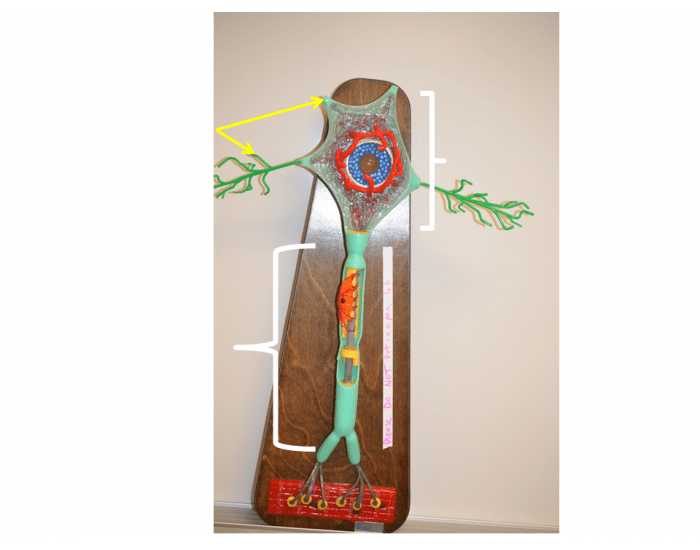 Neuron Model — Printable Worksheet