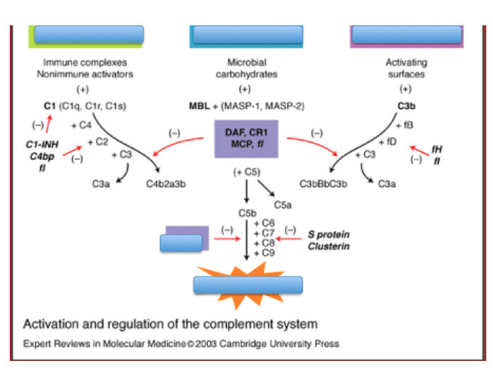 Activation & Regulation of the complement system Quiz