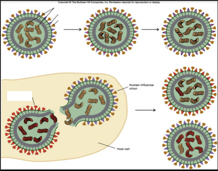 Flu Variations Influenza variation Quiz